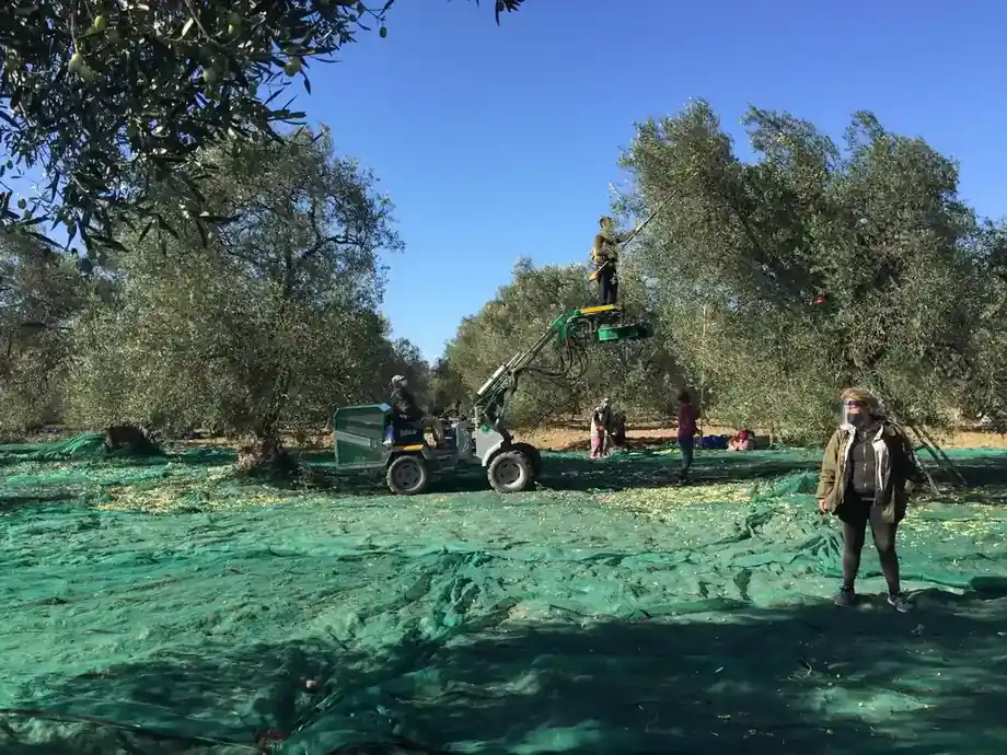 Ayvada filtresiz erken hasat zeytinyağı için Ayvalık zeytinliğinde gerçek hasat süreci